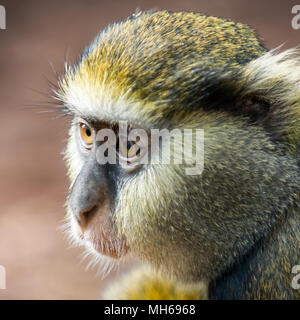 Cercopithecus mona, Ghanaian monkey Stock Photo