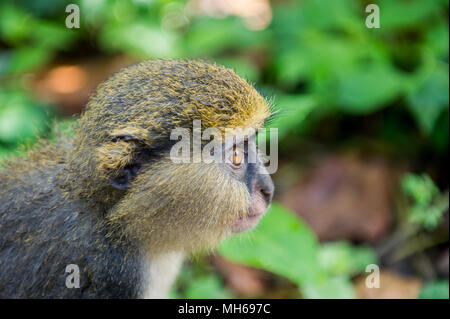 Cercopithecus mona, Ghanaian monkey Stock Photo