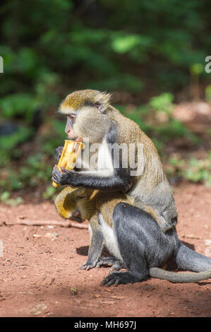 Cercopithecus mona, Ghanaian monkey Stock Photo