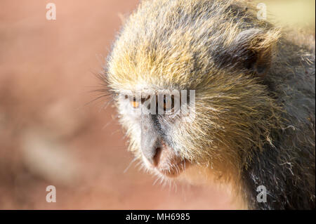 Cercopithecus mona, Ghanaian monkey Stock Photo