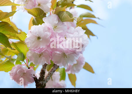 Close-up of Rosaceae, Prunus 'Imose', flowering cherry blossom in spring (April) Stock Photo
