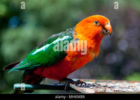 A wild male king parrot eating seeds in Lithgow New south Wales Australia on 21st January 2010 Stock Photo