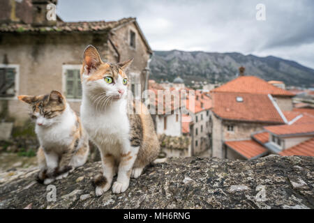 Cute cats sitting on a stone stairs wall in the Kotor town in Montenegro