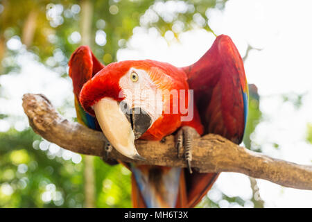 Playful looking Scarlett Macaw bird parrot with red in Macaw Mountain, Copan Ruinas, Honduras, Central America
