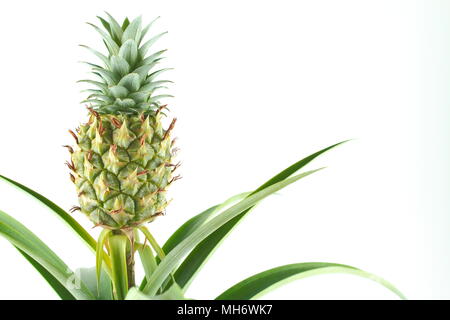fresh pineapple fruit on a pineapple plant (Ananas comosus) isolated on a white background with copy space Stock Photo