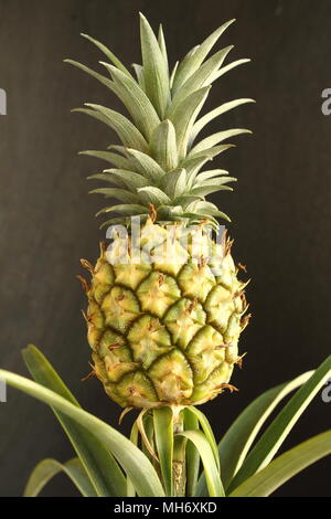 fresh pineapple fruit on a pineapple plant (Ananas comosus) in closeup view Stock Photo