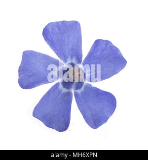 blue periwinkle  flower isolated on white background Stock Photo