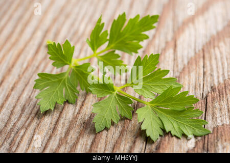 Fresh parsley sprig on wood background Stock Photo