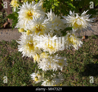 Blooms  of white Chrysanthemums, mums or chrysanths,  flowering plants  of genus Chrysanthemum family Asteraceae  are used as tributes on Mother's Day. Stock Photo