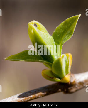 SYRINGA VULGARIS 2018 Stock Photo
