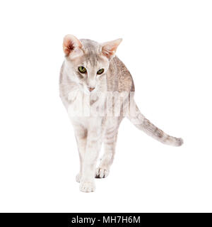 Grey tabby oriental shorthaired cat with green eyes on white background walking towards viewer Stock Photo