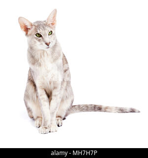 Grey tabby oriental shorthaired cat sitting on white background, tail ...