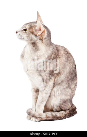 Grey tabby oriental shorthaired cat sitting on white background, tail curled around her legs Stock Photo