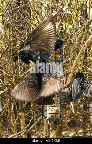 STARLINGS FEEDING Stock Photo