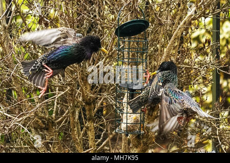 STARLINGS FEEDING Stock Photo