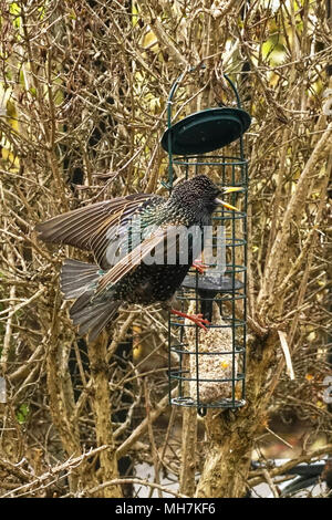 STARLINGS FEEDING Stock Photo