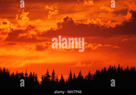 Treetop silhouettes against sunset sky. Stock Photo