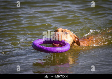 Working Pit Bulldog swimming in the lake Stock Photo