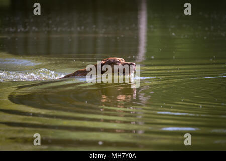 Working Pit Bulldog swimming in the lake Stock Photo