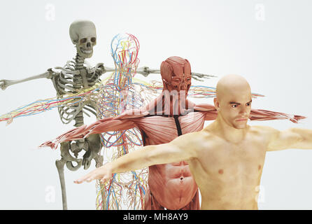 Human body from bones to skin, 3d render illustration Stock Photo