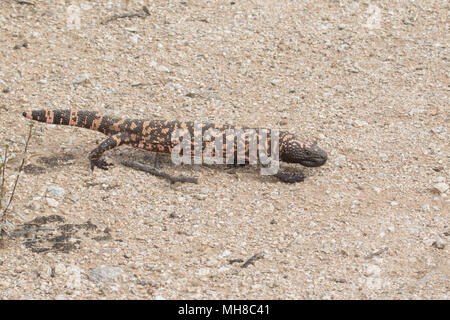 A gila monster traversing the Sonoran Desert, Arizona,USA. Stock Photo