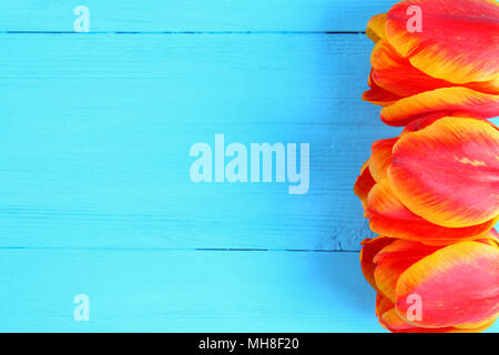 Red and orange tulips on a blue wooden background Stock Photo