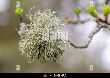Lichen on a tree branch Stock Photo