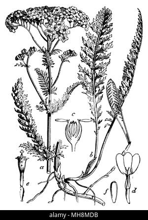 Old botanical illustration engraving of Yarrow / Achillea millefolium ...