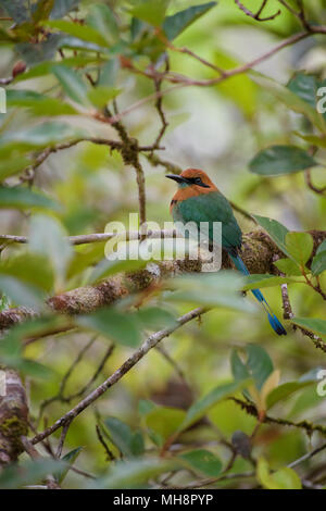 Broad-billed Motmot - Electron platyrhynchum, beautiful colorful motmot from Central America forests, Costa Rica. Stock Photo