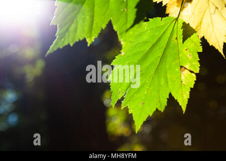 Sun flare shining through green and yellow leafs on blurred background Stock Photo