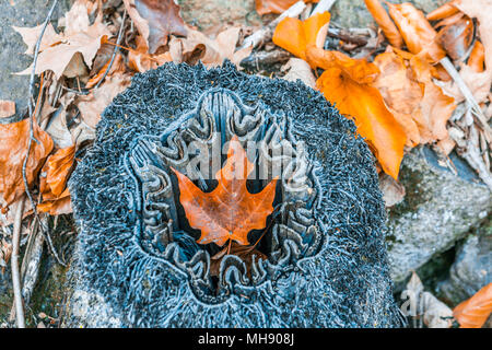 Orange autumn maple leaf laying in tree stump Stock Photo