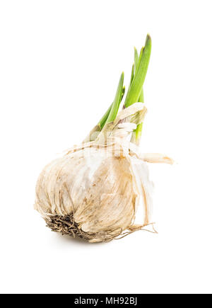 Sprouted garlic bulb isolated on white background Stock Photo