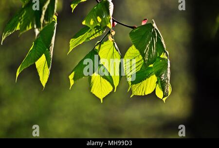 Green leaves on a spring day Stock Photo