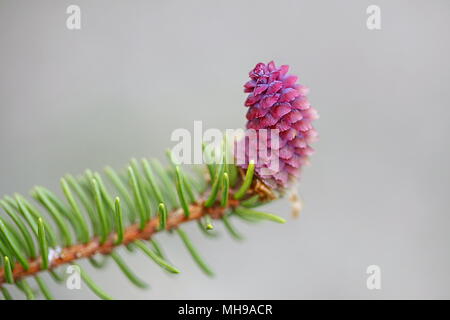 Female flower or cone of Norway spruce, Picea abies Stock Photo