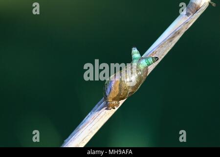 Green-banded broodsac, Leucochloridium, paradoxum, a parasitic worm living in European amber snail, Leucochloridium paradoxum Stock Photo