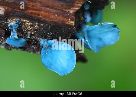 Green elfcup, Chlorociboria aeruginascens Stock Photo