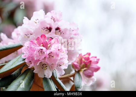 Cinnamon-coloured rhododendron, Rhododendron fulvum (sickle-capsule rhododendron) flowers, blooms, April. Stock Photo