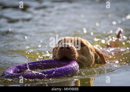 Working Pit Bulldog swimming in the lake Stock Photo