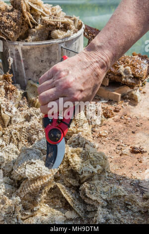 Cutting dried honeycomb to render for bees wax Stock Photo