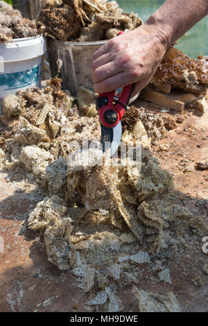 Cutting dried honeycomb to render for bees wax Stock Photo