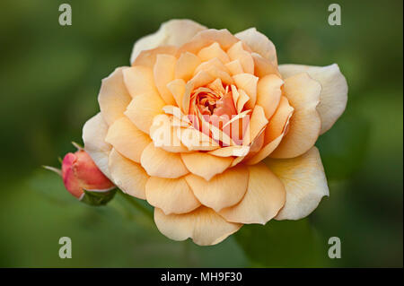 Close-up image of the beautiful, summer flowering, peach coloured, Rose 'Grace' - English Rose Grace Stock Photo