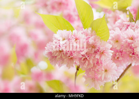 Beautiful soft pink, spring, cherry blossom flowers of Prunus 'Kanzan' Stock Photo