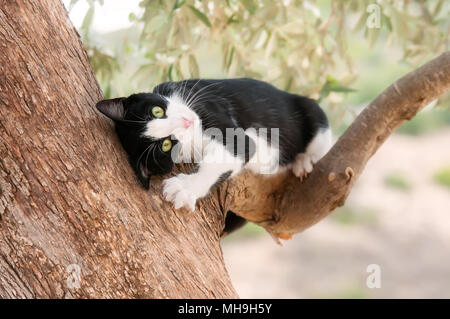 Cute young cat, tuxedo pattern black and white bicolor, feels well and playing and rubbing its face on a branch of a olive tree, Cyprus Stock Photo