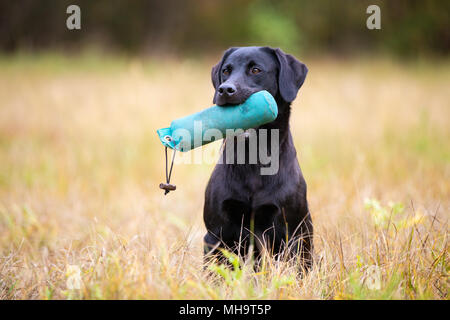 Black Labrador Retriever with dummy Stock Photo