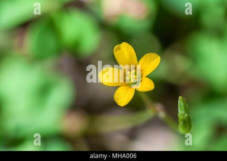 Common yellow woodsorrel flower (Oxalis stricta) Stock Photo