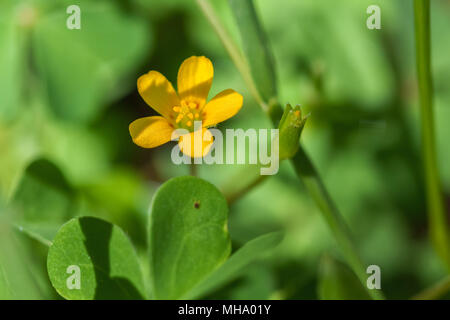 Common yellow woodsorrel flower (Oxalis stricta) Stock Photo