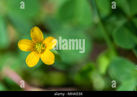 Common yellow woodsorrel flower (Oxalis stricta) Stock Photo