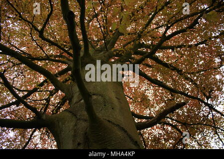 The beautiful orange of the trees as spring begins to spread across the south of England. Stock Photo