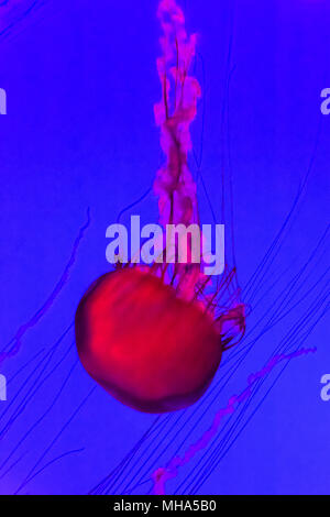 Jellyfish, Pacific sea nettle Chrysaora fuscescens. Stock Photo