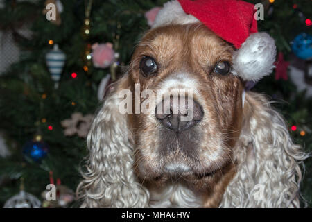 Santa dressed dog cocker spaniel on xmas tree Stock Photo